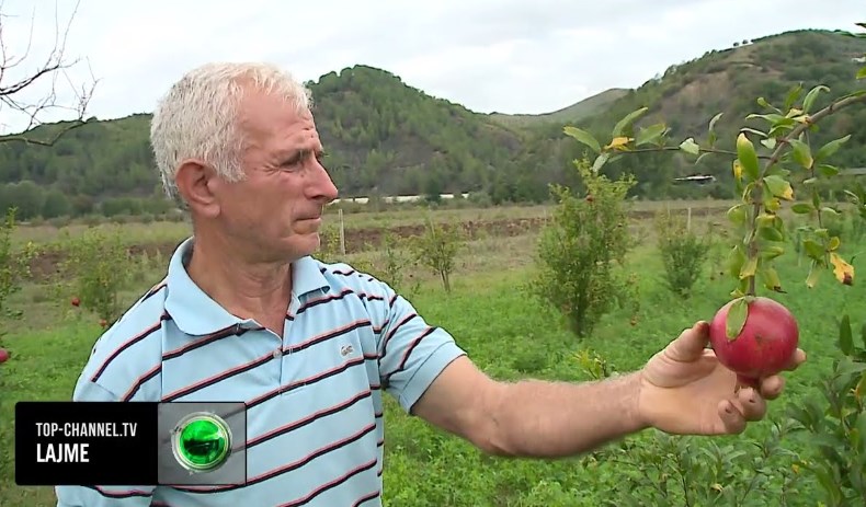 Jo vec kafshë me dy kokë/ Ndodh çudia, fermeri nga Elbasan mbolli 480 rrënjë shegë, vë duart në kokë kur shef çfarë i mbin (video)